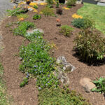 annuals